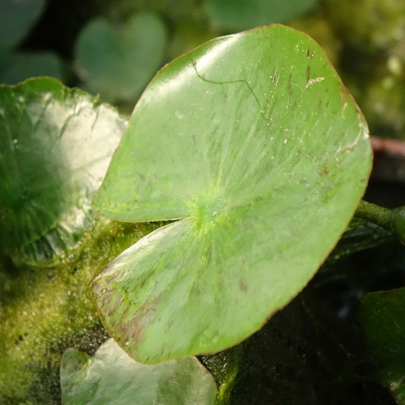 Nymphaea Yellow Sensation - Water Lily (Foliage)