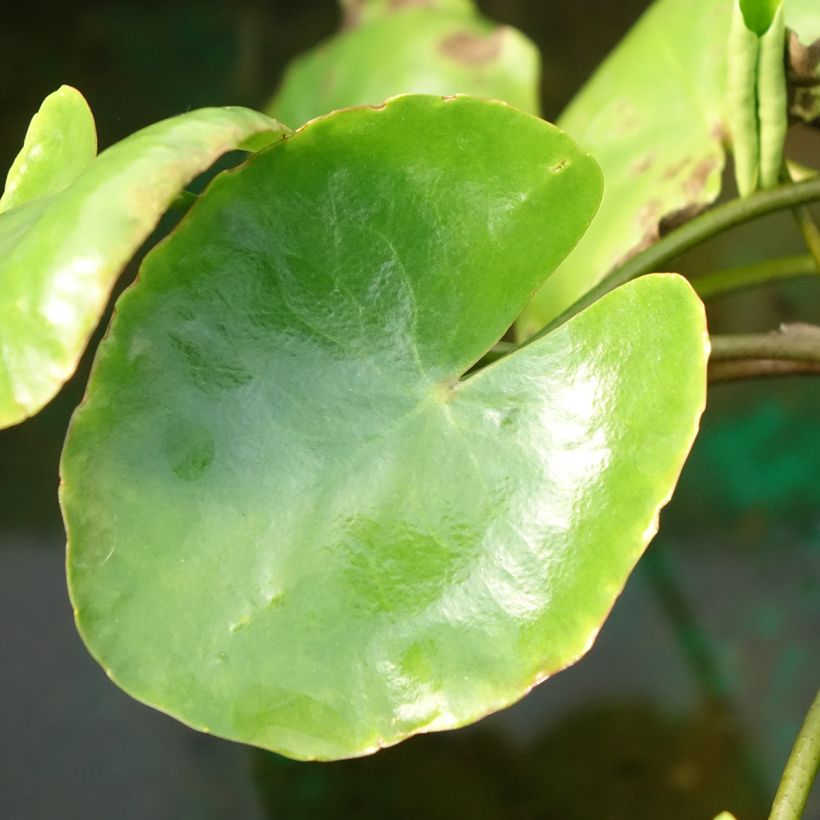 Nymphoides peltata - yellow floating heart (Foliage)