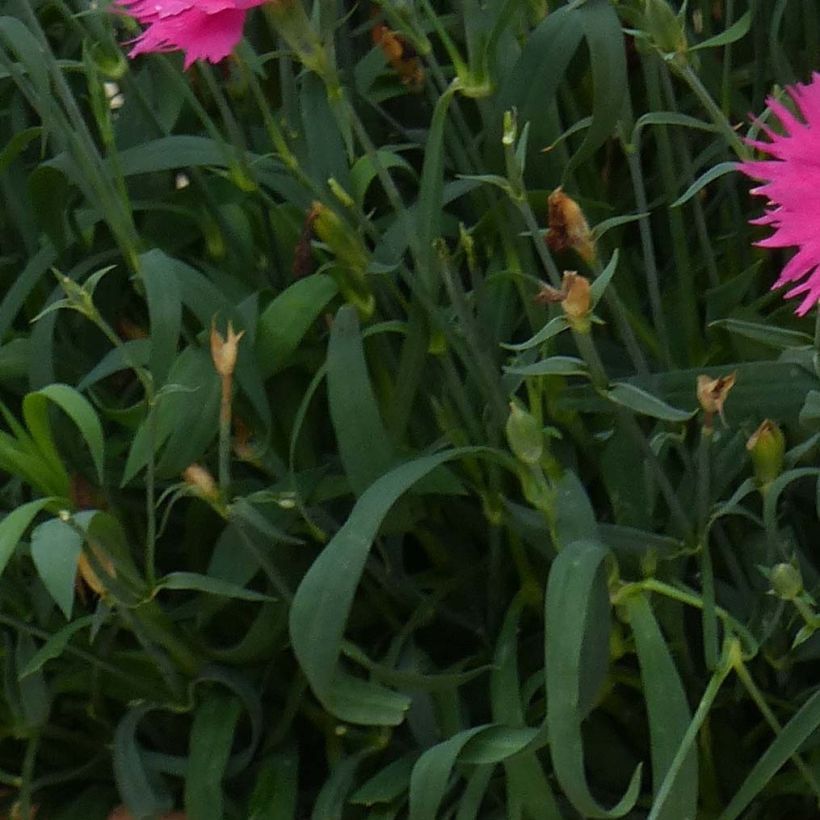 Dianthus Suntory Pink (Foliage)