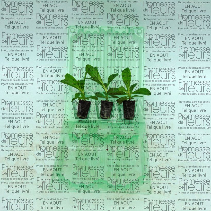 Example of Dianthus barbatus Precurseur - Sweet William Plug plant 3/4cm specimen as delivered