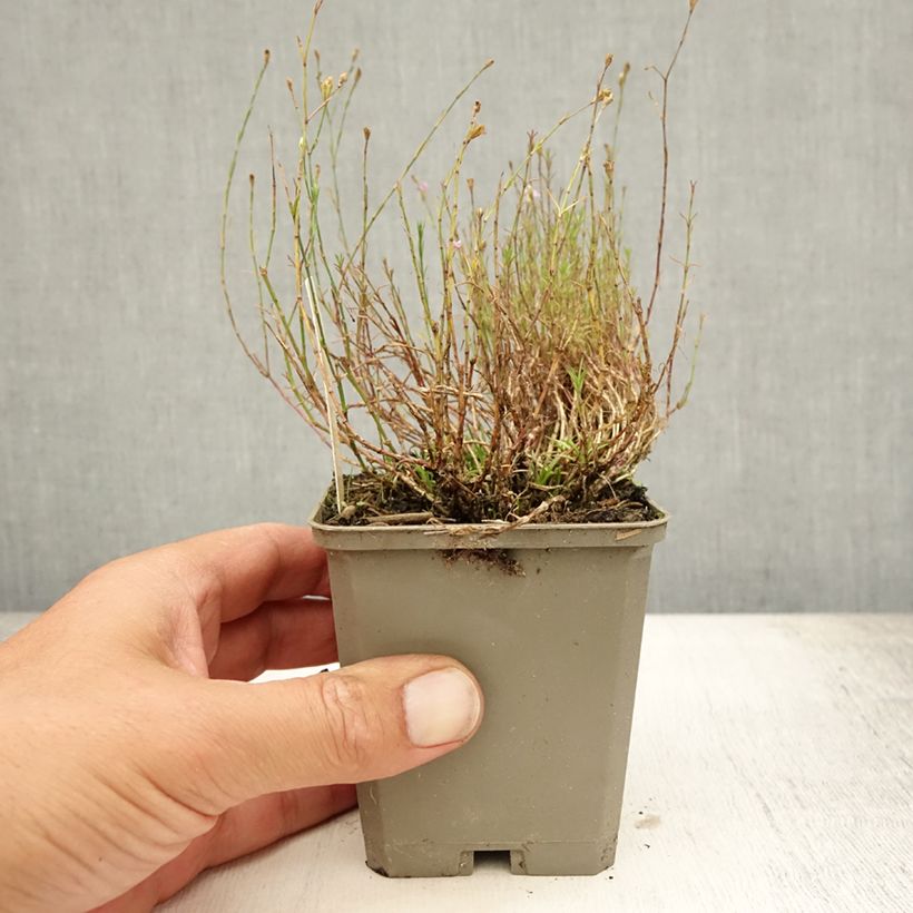 Petrorhagia saxifraga 8/9 cm pot sample as delivered in summer
