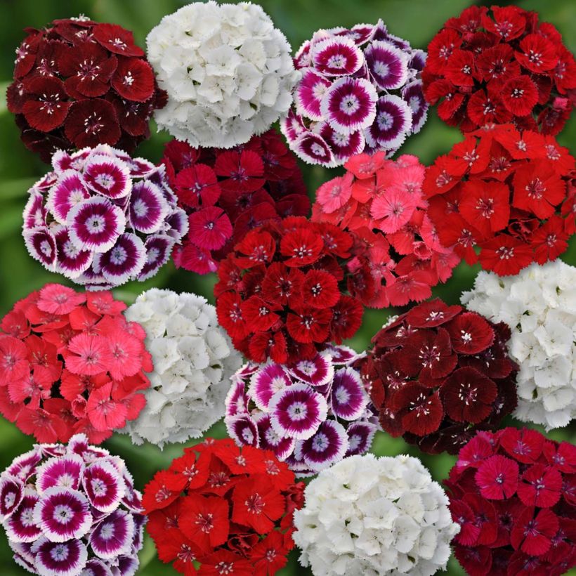 Dianthus barbatus Gigas Mix - Sweet William (Flowering)