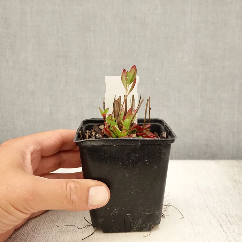 Oenothera tetragona - Evening Primrose 8/9 cm pot sample as delivered in summer