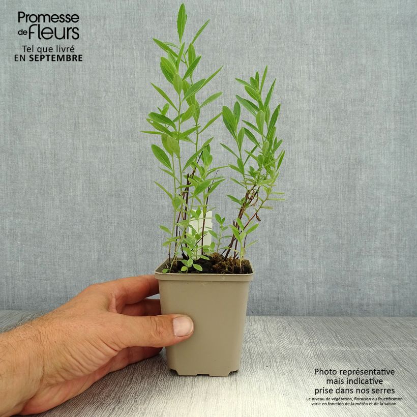 Oenothera speciosa Twilight - Evening Primrose 8/9 cm pot sample as delivered in summer