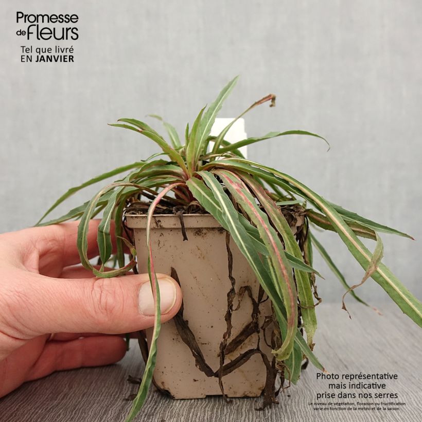 Oenothera stricta Sulphurea - Evening Primrose 8/9 cm pot sample as delivered in winter