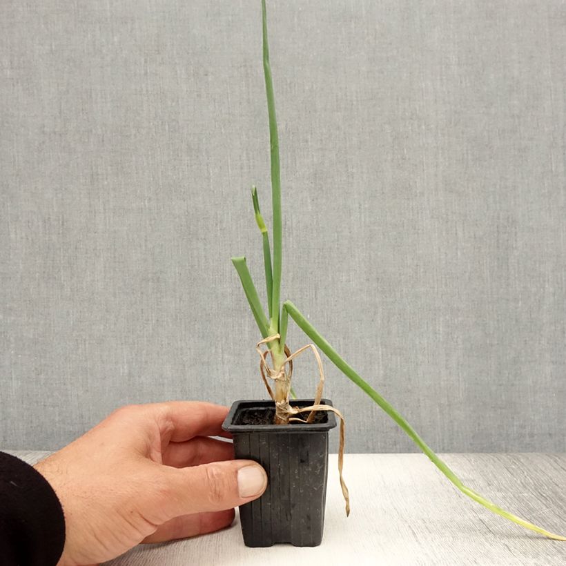 Tree onion - Allium proliferum 7/8 cm pot sample as delivered in summer