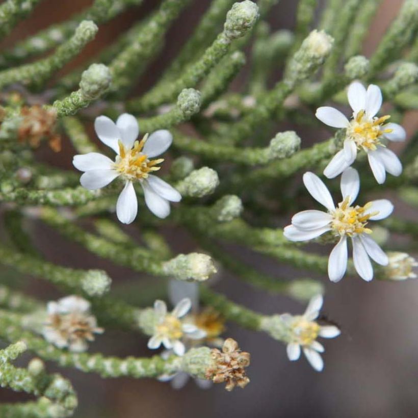 Olearia lepidophylla - Daisy Bush (Flowering)