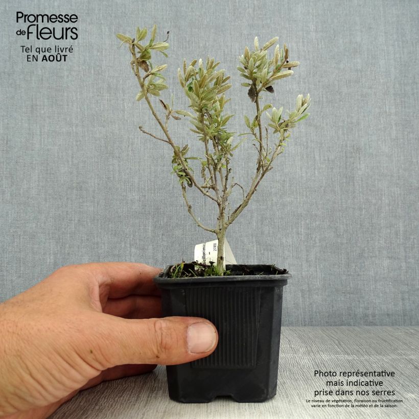Olearia  scilloniensis Compacta - Daisy Bush 8/9 cm pot sample as delivered in summer