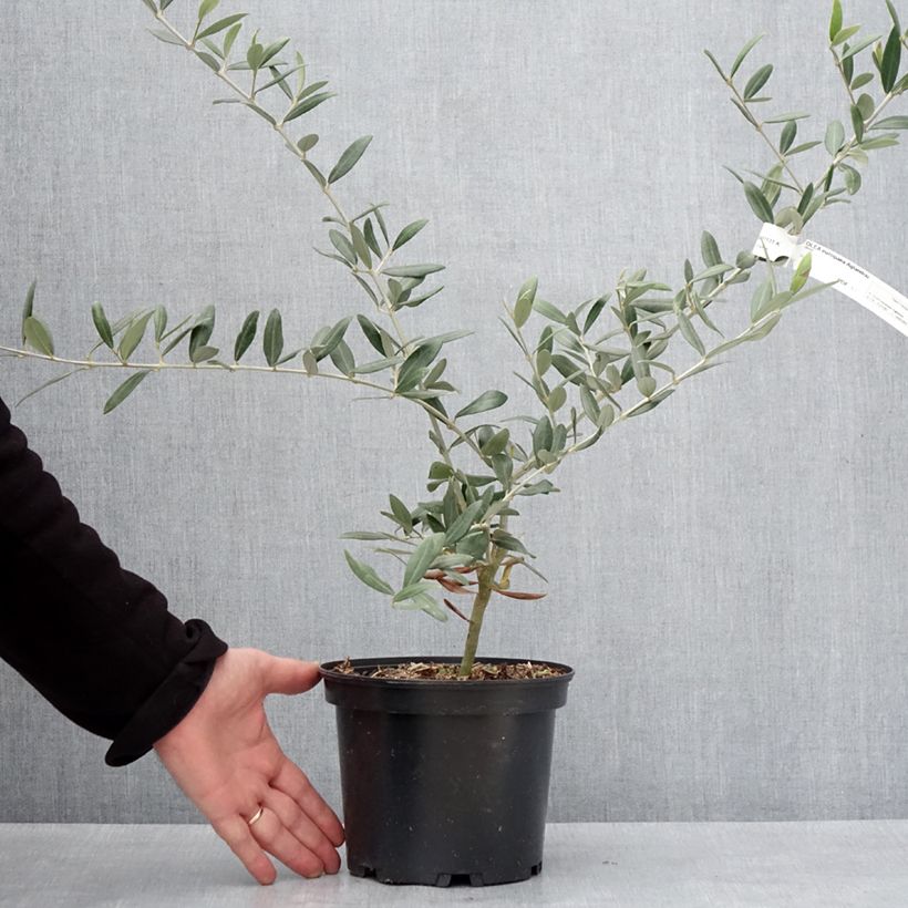 Olea europaea Aglandau - Olive Tree 3L/4L pot, Clump sample as delivered in winter