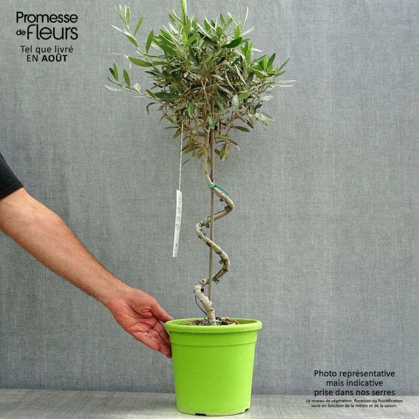 Olea europaea Stem - Olive 4L/5L pot sample as delivered in summer