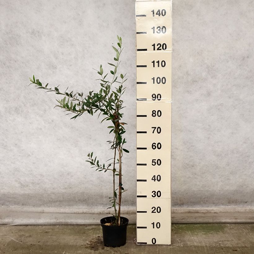 Olea europaea Frantoio - Olive Tree 3L/4L pot sample as delivered in autumn