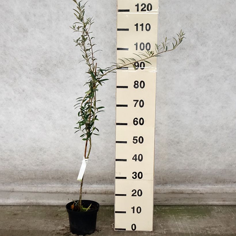 Olea europaea Lucques - Olive Tree 3L/4L pot, Clump sample as delivered in autumn