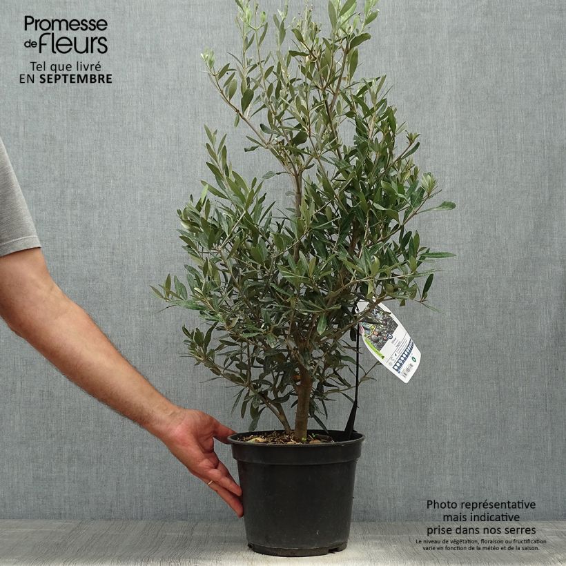 Olea europea Negrette - Olive tree 4L/5L pot sample as delivered in autumn