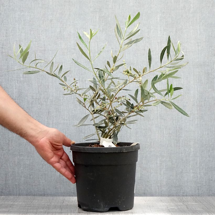 Olea europea Negrette - Olive tree 4L/5L pot sample as delivered in summer