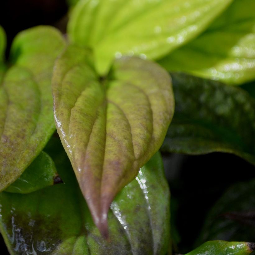 Omphalodes cappadocica Cherry Ingram (Foliage)