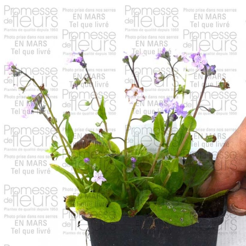 Example of Omphalodes cappadocica Lilac Mist 8/9 cm pot specimen as delivered