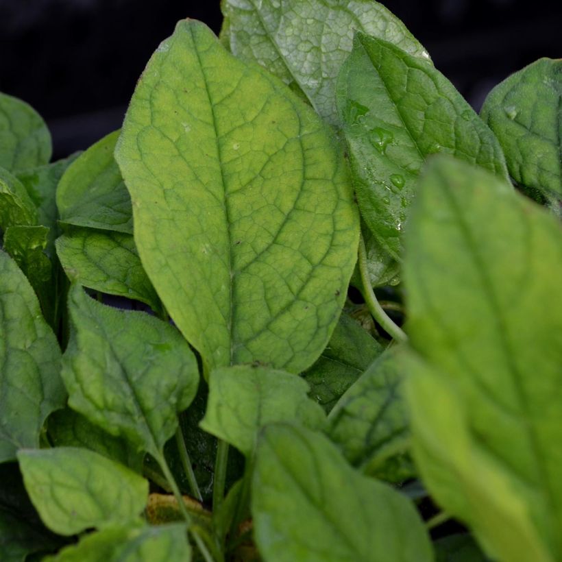 Omphalodes verna (Foliage)