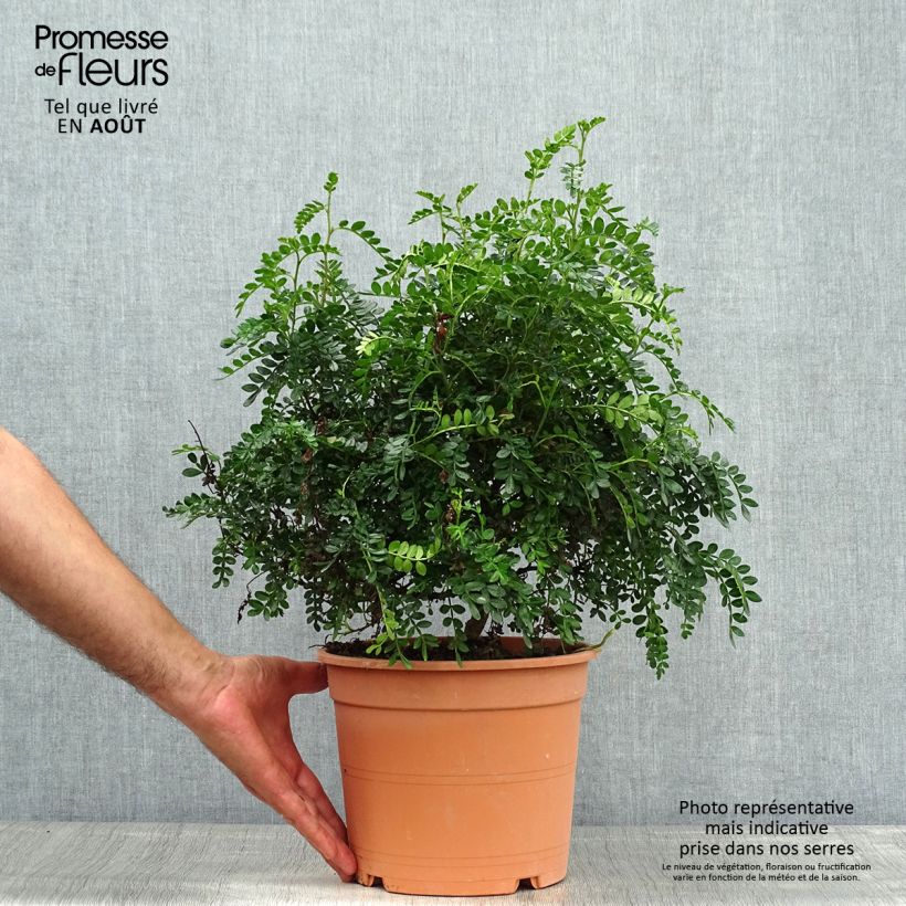 Operculicarya decaryi 7.5L/10L pot sample as delivered in summer