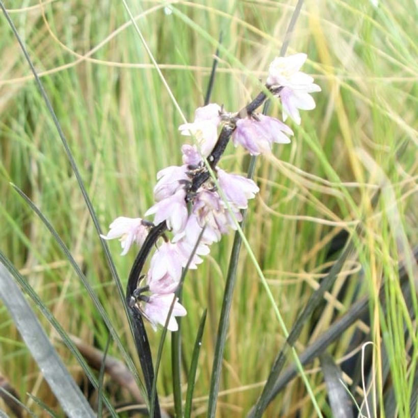 Black Ophiopogon - Ophiopogon planiscapus Nigrescens (Flowering)