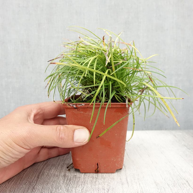 Ophiopogon chingii 8/9 cm pot sample as delivered in summer