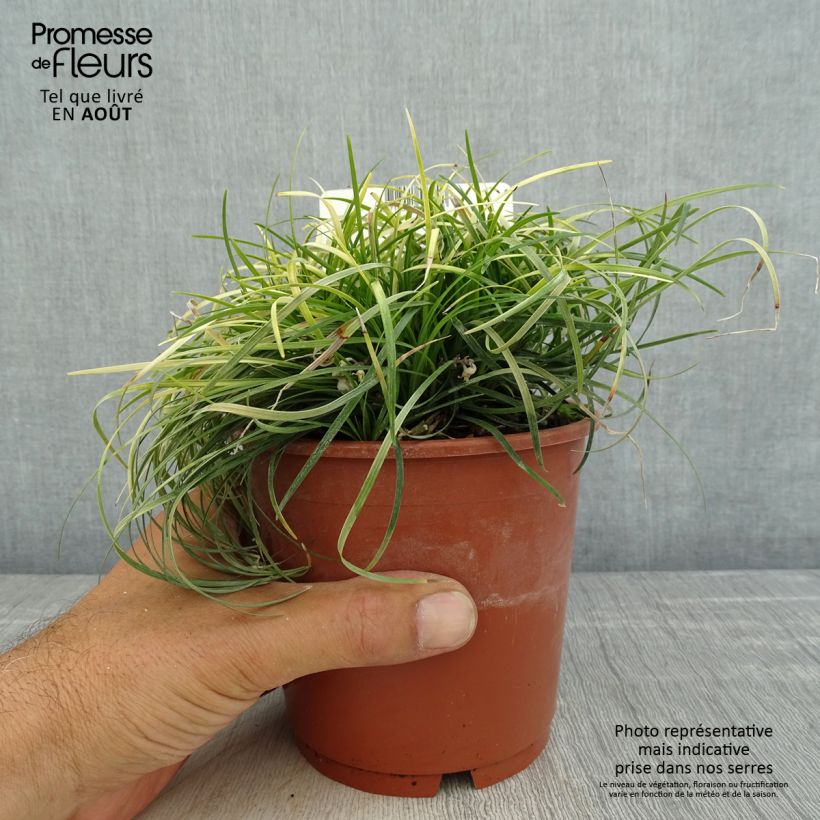 Ophiopogon chingii 1L/1.5L pot sample as delivered in summer