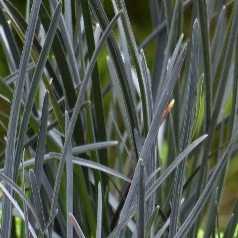 Ophiopogon planiscapus Hosoba Kokuryu (Foliage)