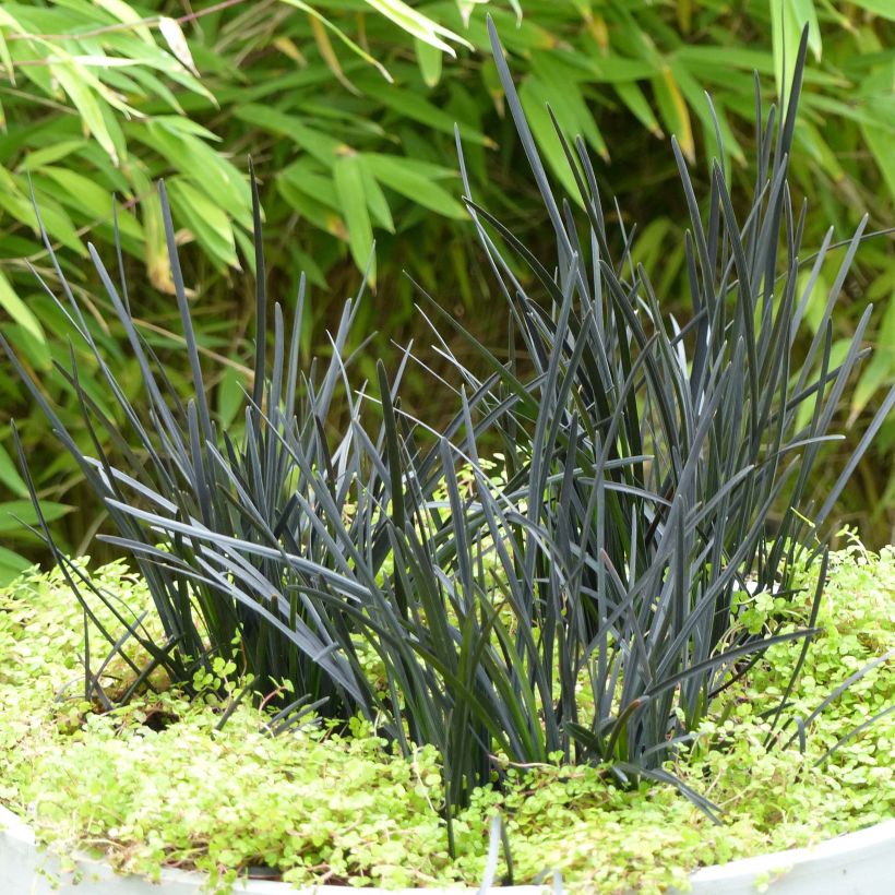 Ophiopogon planiscapus Hosoba Kokuryu (Plant habit)