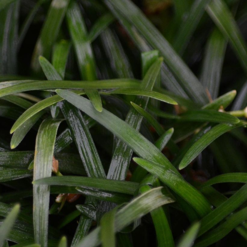 Ophiopogon japonicus (Foliage)