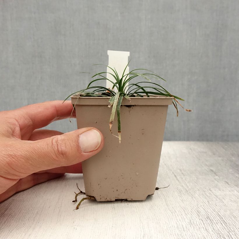 Ophiopogon japonicus Minor 8/9 cm pot sample as delivered in summer