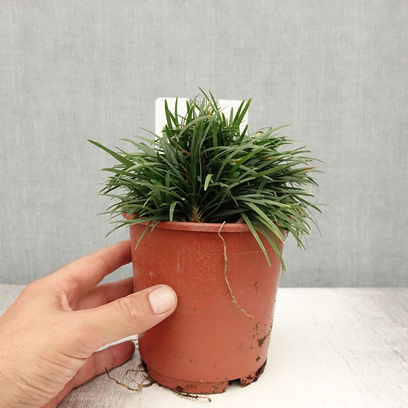 Ophiopogon japonicus Minor 1L/1.5L pot sample as delivered in summer