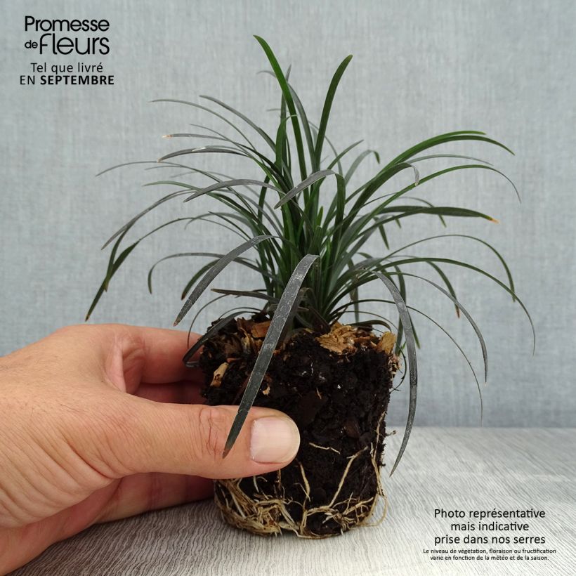 Ophiopogon planiscapus Black Dragon Plug plant 3/4cm sample as delivered in autumn