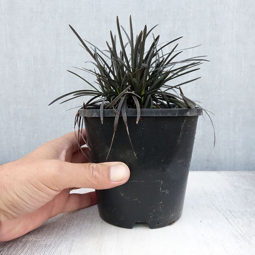 Ophiopogon planiscapus Black Dragon 1L/1.5L pot sample as delivered in summer