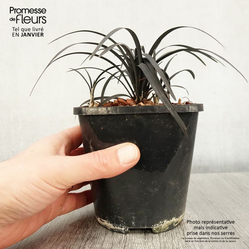 Ophiopogon planiscapus Black Dragon sample as delivered in winter