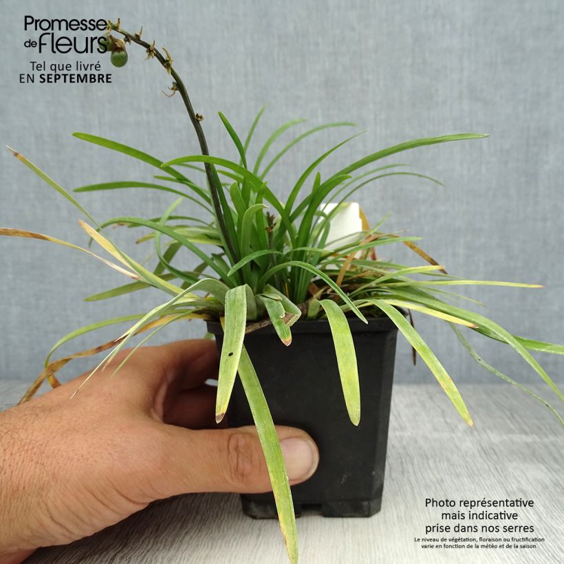 Ophiopogon planiscapus 8/9 cm pot sample as delivered in summer