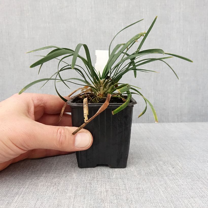 Ophiopogon planiscapus Olivaceus 8/9 cm pot sample as delivered in winter