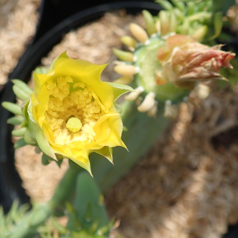 Opuntia cacanapa Ellisiana - Prickly Pear (Flowering)