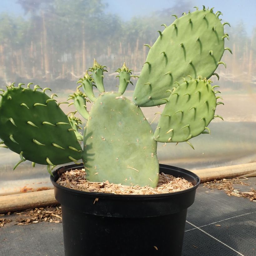 Opuntia cacanapa Ellisiana - Prickly Pear (Plant habit)