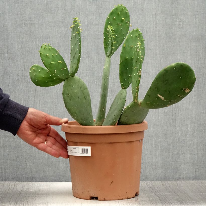 Opuntia cacanapa Ellisiana - Prickly Pear 4L/5L pot sample as delivered in summer
