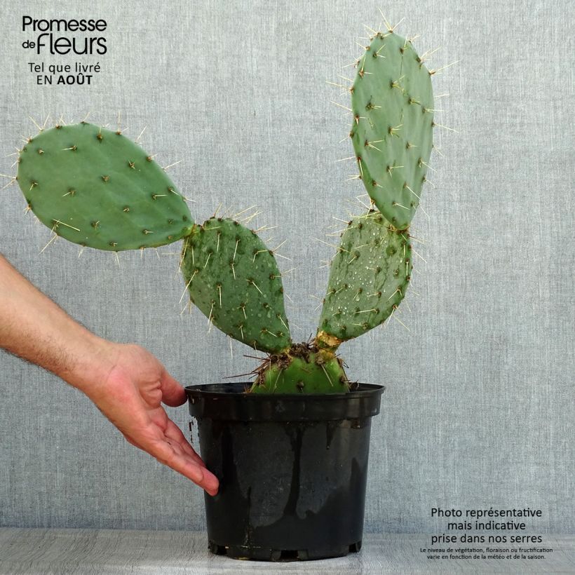 Opuntia discata - Prickly Pear 4L/5L pot sample as delivered in summer