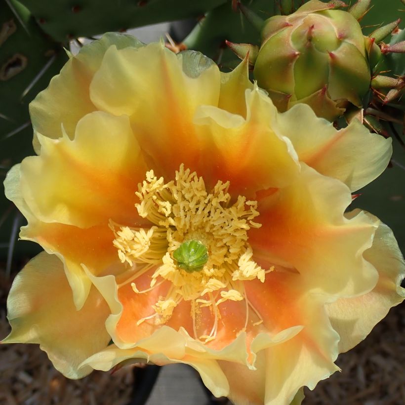 Opuntia dulcis - Prickly Pear (Flowering)