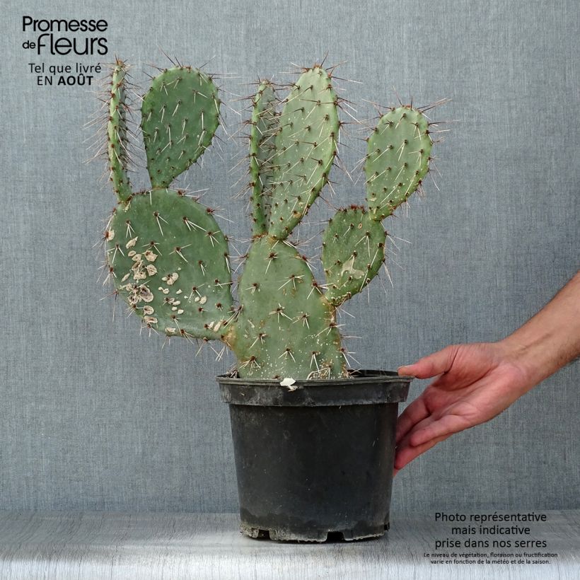 Opuntia dulcis - Prickly Pear 4L/5L pot sample as delivered in summer