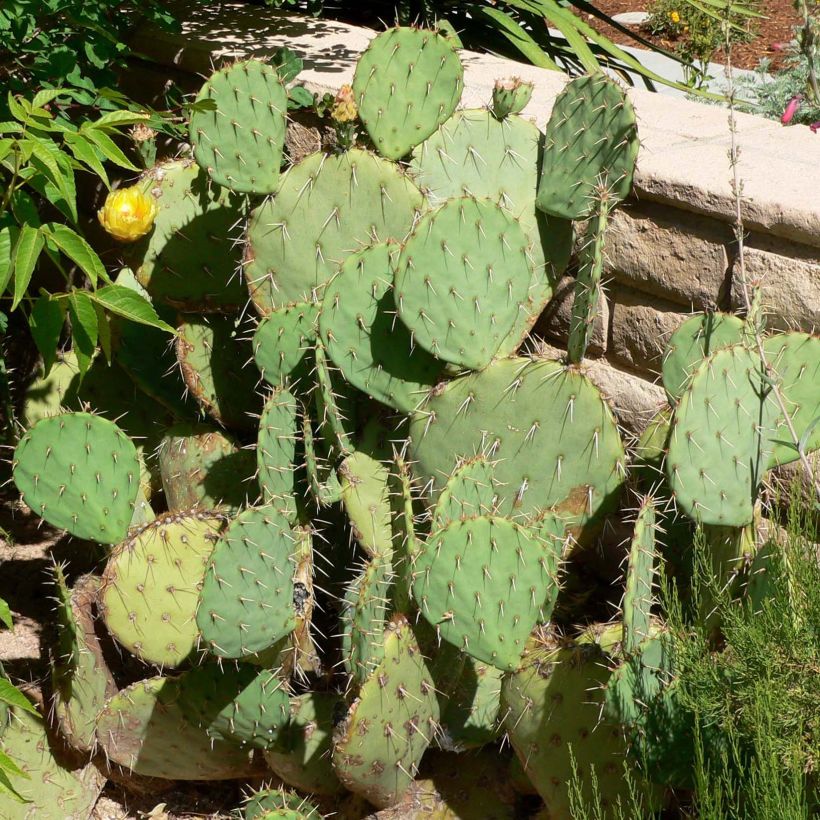 Opuntia engelmannii - Prickly Pear (Plant habit)