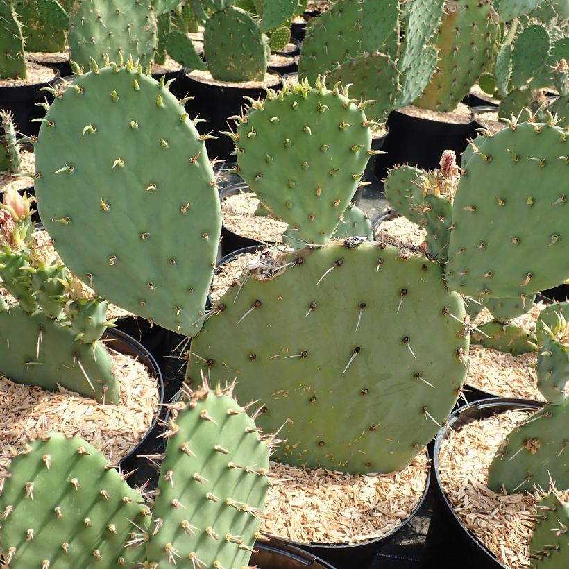 Opuntia engelmannii Belen - Prickly Pear (Plant habit)