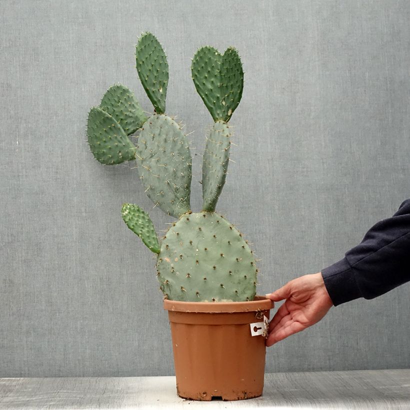 Opuntia engelmannii - Prickly Pear 4L/5L pot sample as delivered in summer