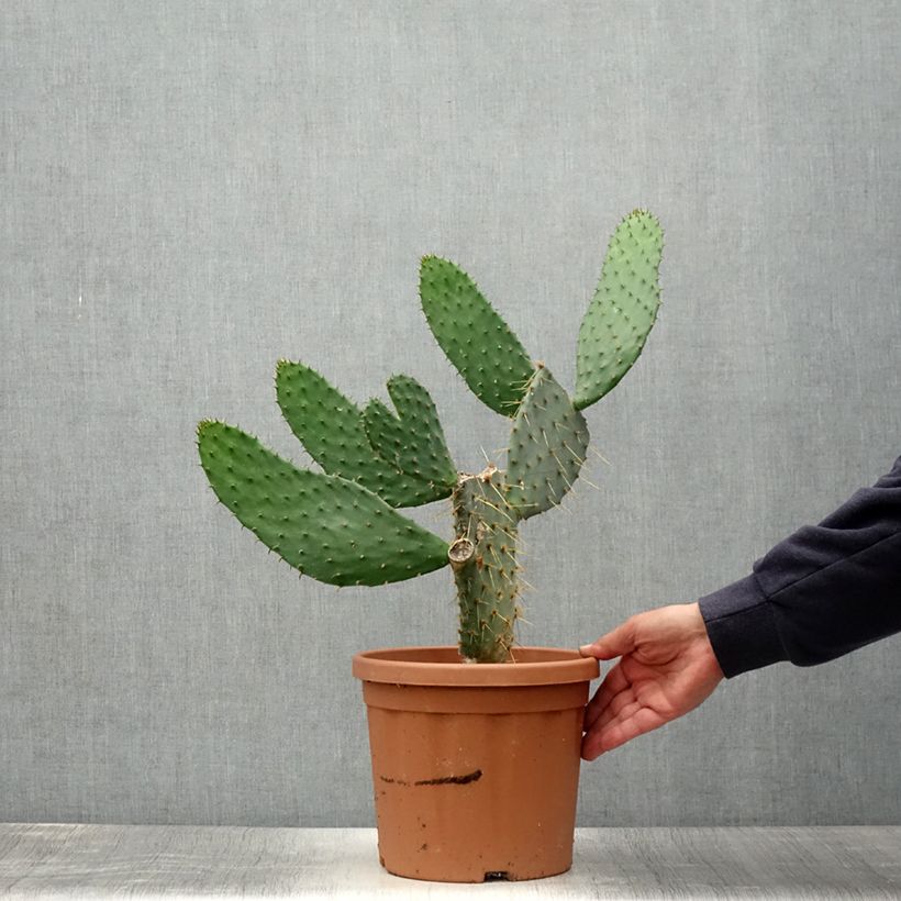 Opuntia engelmannii var. linguiformis - Prickly Pear 4L/5L pot sample as delivered in summer