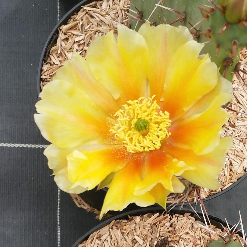 Opuntia engelmannii var. rastrera - Prickly Pear (Flowering)