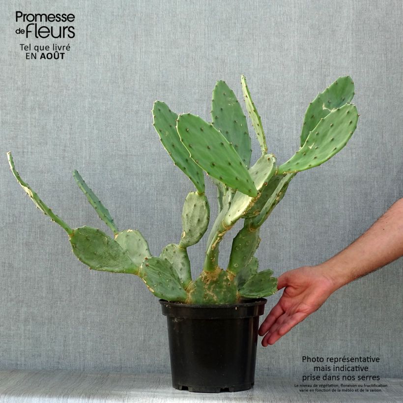 Opuntia engelmannii var. rastrera - Prickly Pear 4L/5L pot sample as delivered in summer