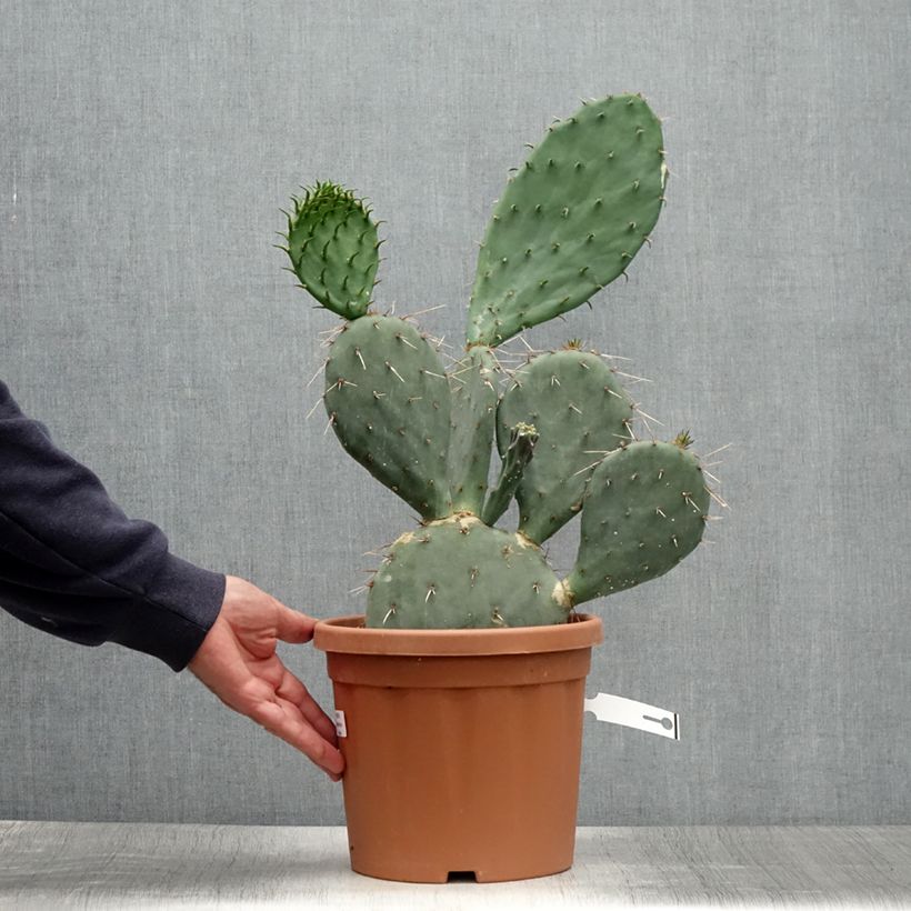 Opuntia gregoriana - Prickly Pear 4L/5L pot sample as delivered in summer