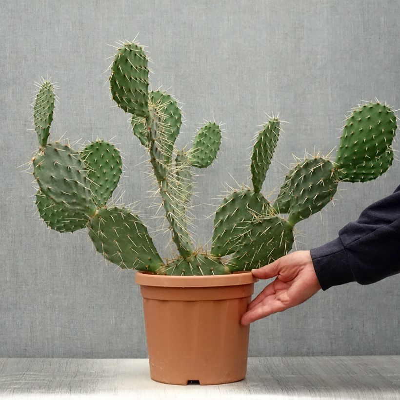 Opuntia howeyi - Prickly Pear 4L/5L pot sample as delivered in summer