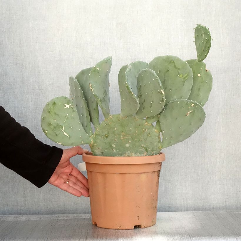 Opuntia laevis - Prickly Pear 4L/5L pot sample as delivered in autumn